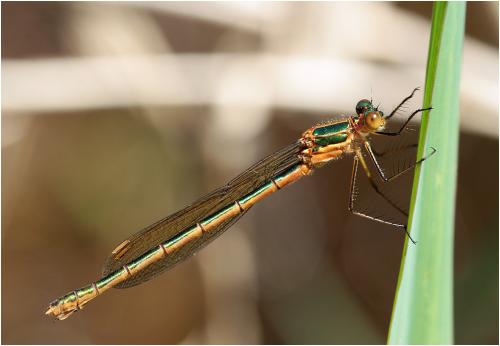 Lestes sponsa