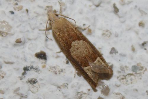 Réf. 195 368 : Eucosma conterminana