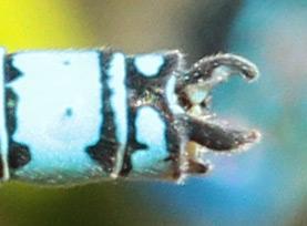 Erythromma lindenii