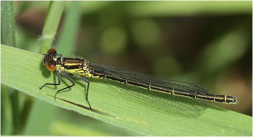Erythromma najas