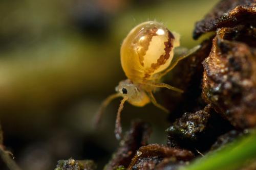Dicyrtomina dorsolineata