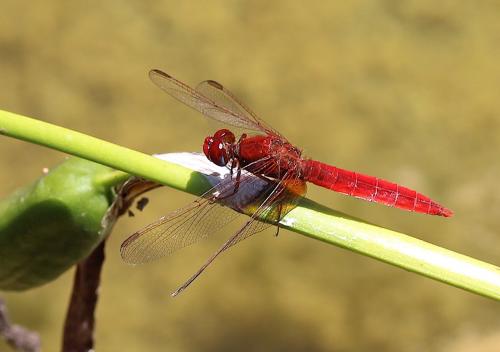 Réf. 195 737 : Crocothemis erythraea