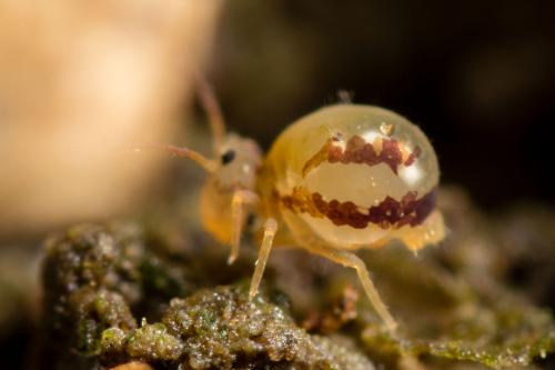 Dicyrtomina dorsolineata