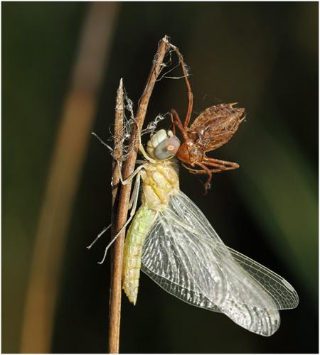 Sympetrum fonscolombii