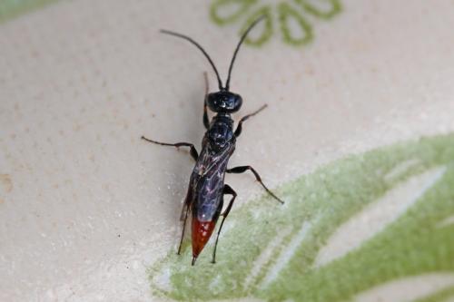 Réf. 195 701 : Dolichurus haemorrhous
