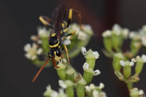 Ceropales bipartita