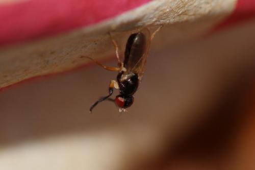 Protopiophila latipes