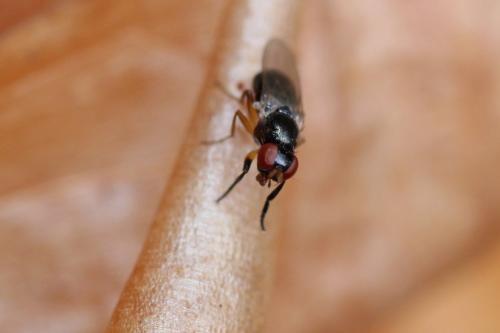 Protopiophila latipes