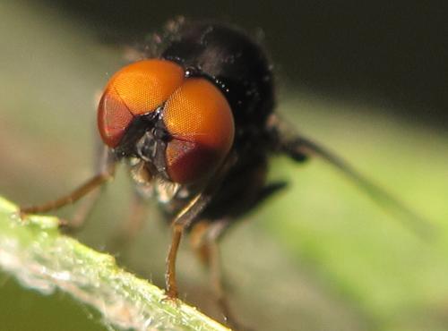 Polyporivora ornata
