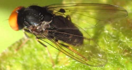 Polyporivora ornata