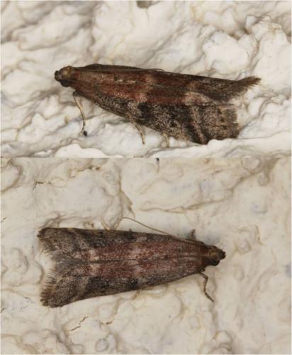 Ephestia (elutella-woodiella)