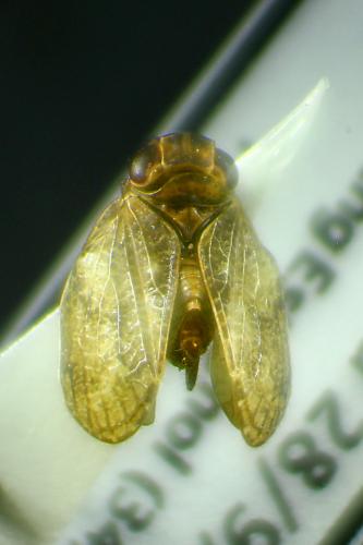 Latilica maculipes