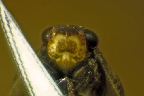 Latilica maculipes