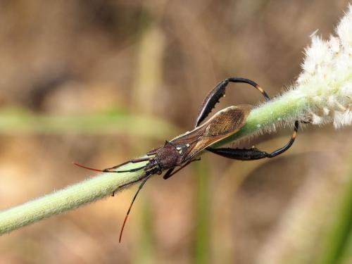 Mirperus jaculus
