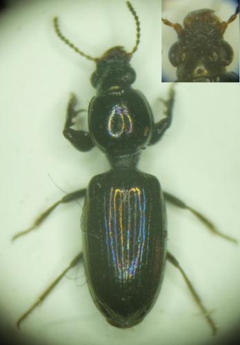 Dyschirius sp.
