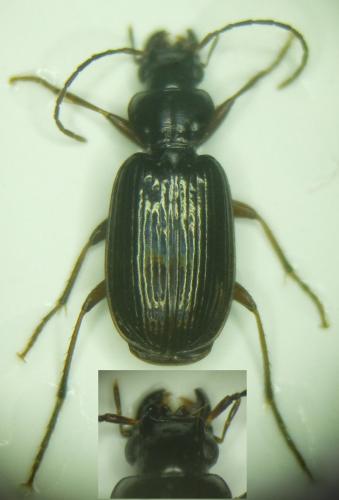 Badister dilatatus