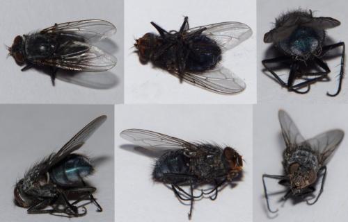 Calliphora vicina