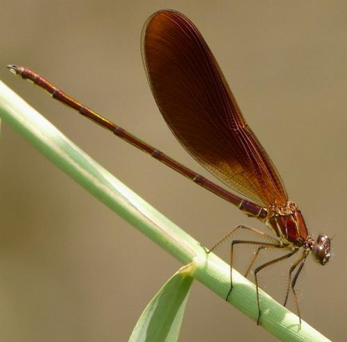 Calopteryx haemorrhoidalis