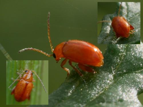 Réf. 195 366 : Longitarsus sp.