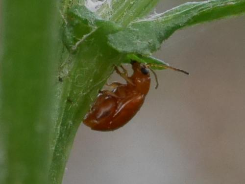 Réf. 195 774 : Longitarsus sp.