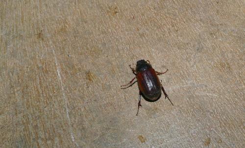 Melolonthinae