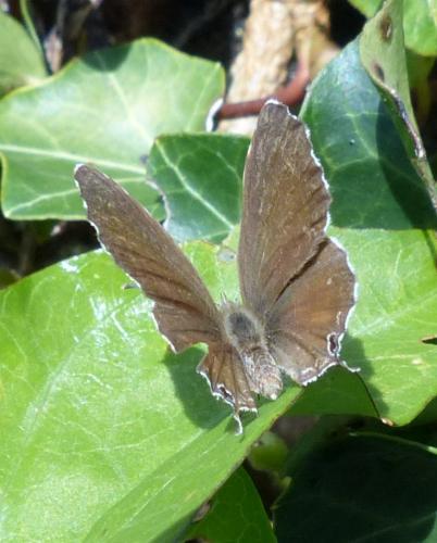 Cacyreus marshalli