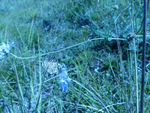 Melitaea cinxia