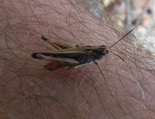 Omocestus rufipes