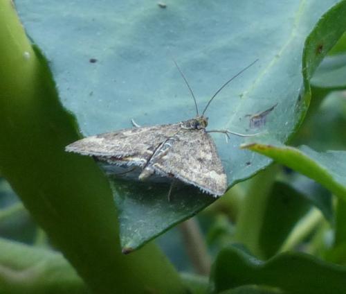 Pyrausta despicata