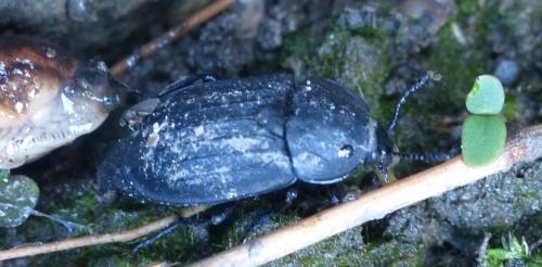 Silpha sp.