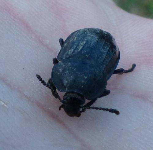 Silpha sp.