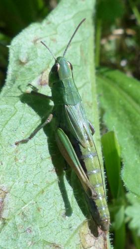 Réf. 195 794 : Pseudochorthippus parallelus