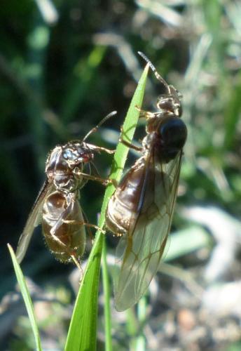 Réf. 195 793 : Lasius sp.