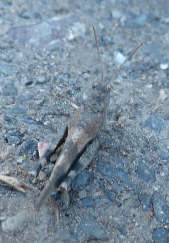 Réf. 195 142 : Oedipoda germanica germanica