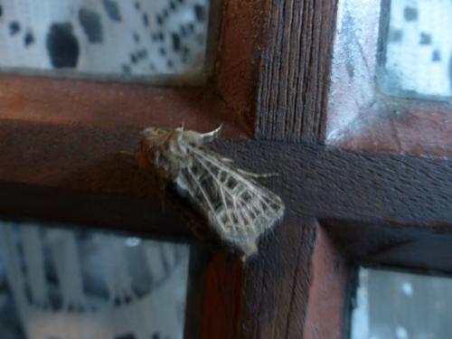 Tholera decimalis