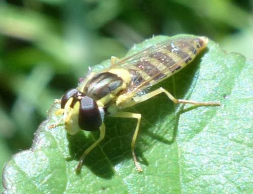 Réf. 195 141 : Sphaerophoria sp.