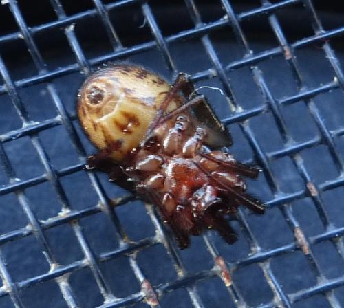 Réf. 195 407 : Steatoda nobilis