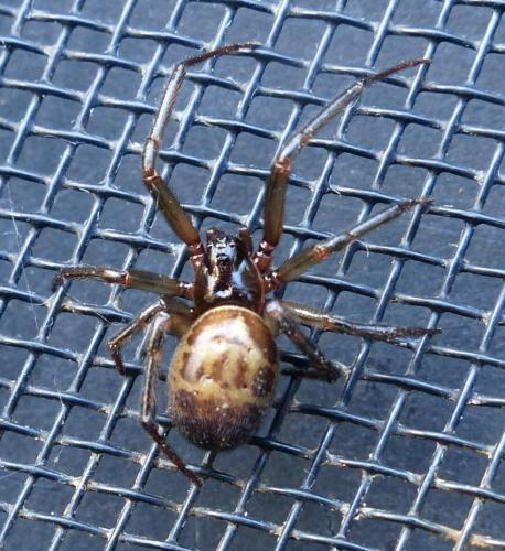 Réf. 195 397 : Steatoda nobilis
