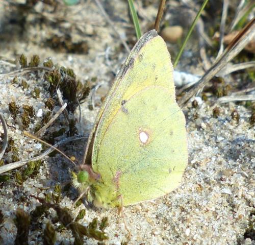 Colias croceus