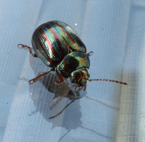 Chrysolina americana