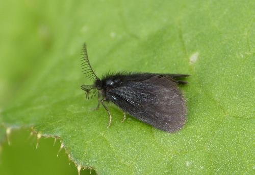 Epichnopterix plumella