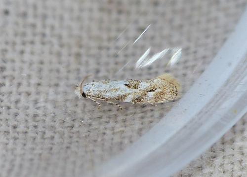 Réf. 195 249 : Bucculatrix bechsteinella