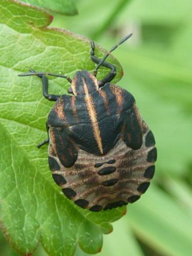 Réf. 195 378 : Graphosoma italicum