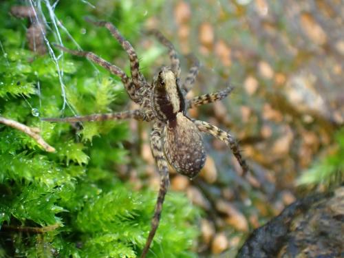 Pardosa sp.