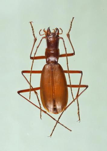 Réf. 195 289 : Nebria nudicollis initialis