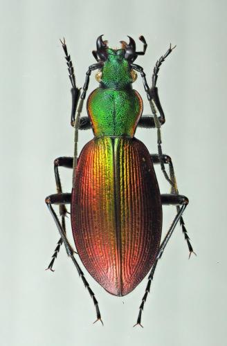 Ceroglossus buqueti