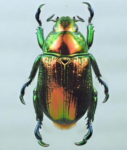 Epichalcoplethis chamaeleon
