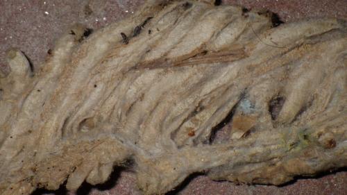 Aphomia sociella