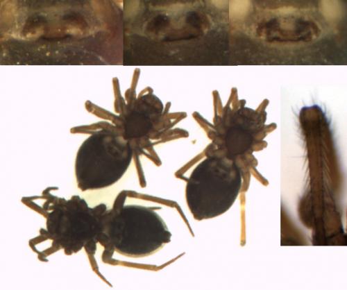 Collinsia distincta