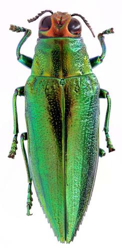 Réf. 195 801 : Iridotaenia igniceps
